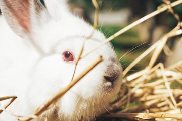 Beautiful young white rabbit on a straw, hay, background.
