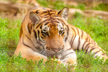 Portrait of an amur tiger in a zoo