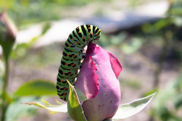 Green caterpillar on a rose.