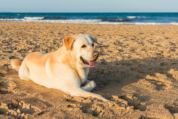 Labrador dog lying down at the beach.