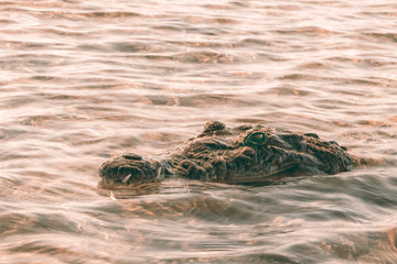 crocodile in water