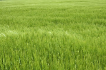 wheat in the cornfield weighs in the summer breeze