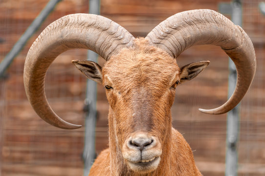 Portrait of a barbary sheep in a zoo