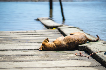 dog on the beach