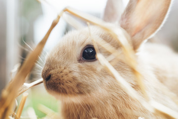 Beautiful young brown rabbit on a straw, hay, background.