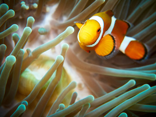 Clownfish