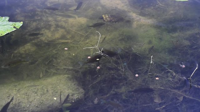 Bluegill fish and a turtle at home in their natural habitat, a freshwater pond.