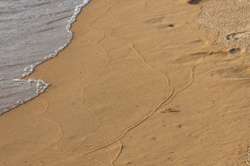 Baby crab on the peaceful golden sand