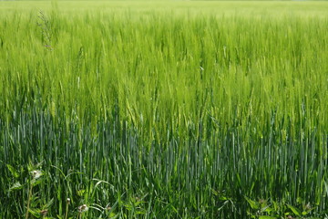 wheat in the cornfield weighs in the summer breeze