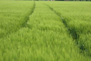 Obraz na płótnie Canvas wheat in the cornfield weighs in the summer breeze