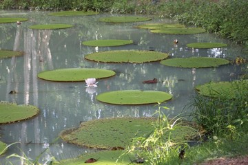Amazônia