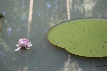 Amazônia