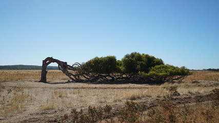 Fototapeta premium 風で曲がった木