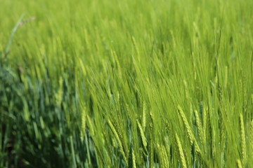 Fototapeta na wymiar wheat in the cornfield weighs in the summer breeze
