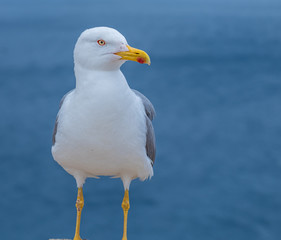 Huge, fearless herring seagulls perched on the towers of the Castelsardo castle, province of...