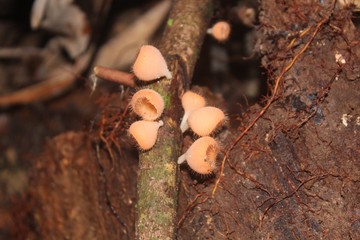 fungo