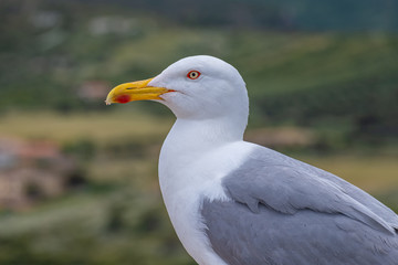Huge, fearless herring seagulls perched on the towers of the Castelsardo castle, province of Sassari , Sardinia, Italy.