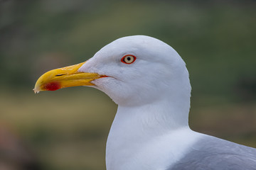 Huge, fearless herring seagulls perched on the towers of the Castelsardo castle, province of...