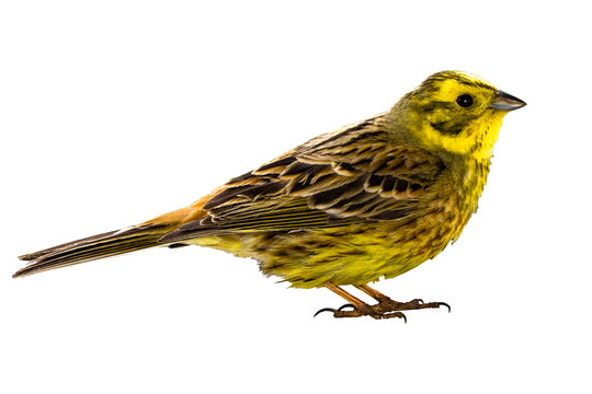 Yellowhammer (Emberiza citrinella) isolated on a white background