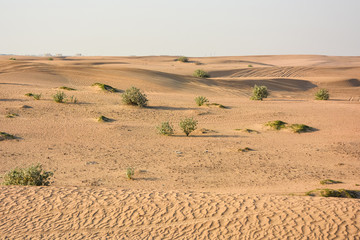 Obraz premium Plants in the sands of the sultry desert