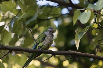 Monk parakeet, Myiopsitta monachus, in a tree