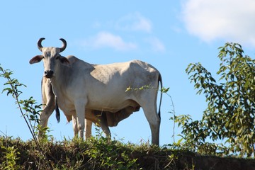 gado