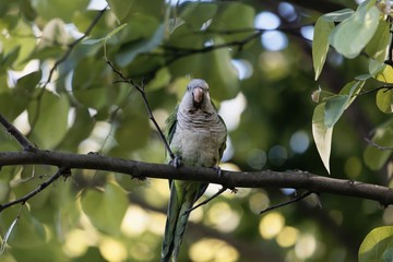 Monk parakeet, Myiopsitta monachus, in a tree