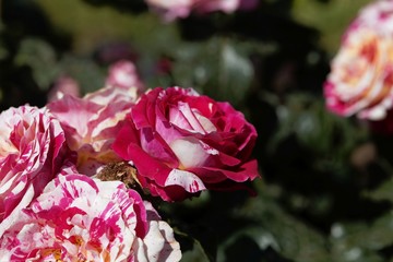 Flower of an Abracadabra rose