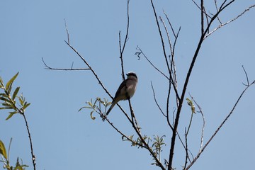 Red-backed shrike, Lanius collurio, in a tree