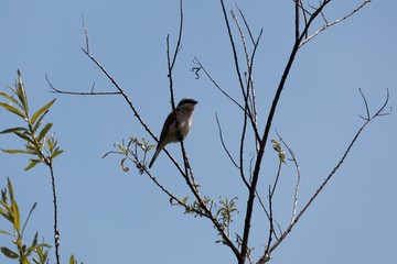 Red-backed shrike, Lanius collurio, in a tree