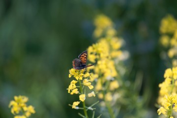 Small coper butterfly, Lycaena phlaeas, on a yellow flower.