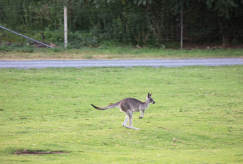 Känguru beim Fressen in Australien