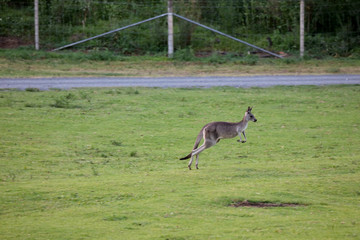 Känguru beim Fressen in Australien