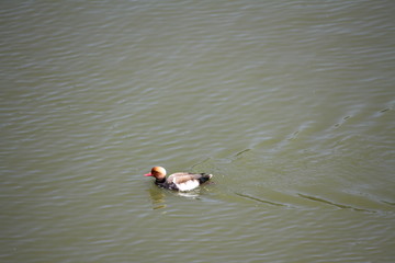 ruddy shelduck (scientific name: Tadorna ferruginea) also known as the Brahminy duck