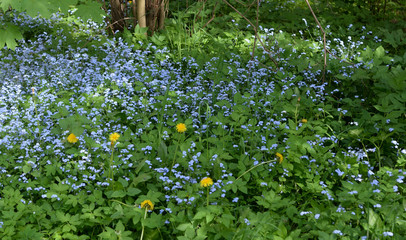 Glade with forget-me-not flowers.