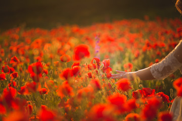 poppy field at sunset 