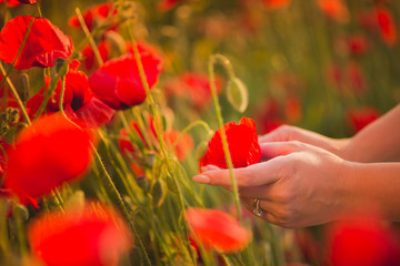 poppy in sunset light