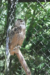 tawny frogmouth (scientific name: Podargus strigoides)
