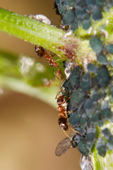 Ants herding and milking aphids on a branch of Elder