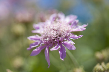 Flora of Gran Canaria - Pterocephalus dumetorum