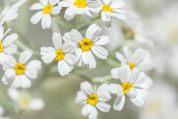 Fototapeta premium Flora of Gran Canaria - flowering Tanacetum ptarmiciflorum
