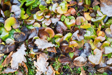 European wild ginger (Asarum europaeum) and oak leaves covered with frost.