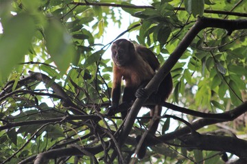 macaco