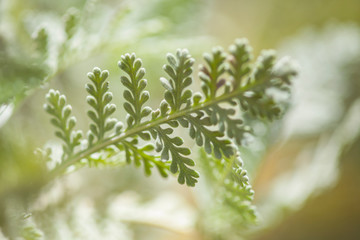 Flora of Gran Canaria - leaves of Tanacetum ptarmiciflorum