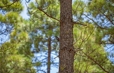 Fototapeta premium Great spotted woodpecker on Canary pine