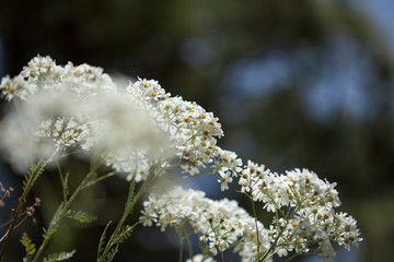 Flora of Gran Canaria - flowering Tanacetum ptarmiciflorum