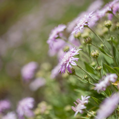 Flora of Gran Canaria - Pterocephalus dumetorum