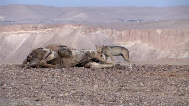 Arabian wolf feeding on camel Carcass Powerful close shot of Arabian wolf feeding on camel Carcass