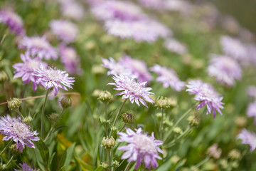 Flora of Gran Canaria - mountain scabious