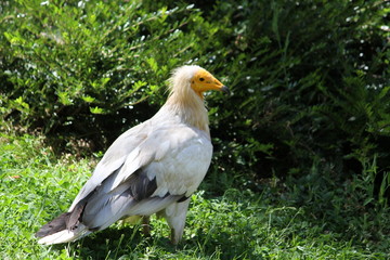  Egyptian vulture (scientific name: Neophron percnopterus) also called the white scavenger vulture or pharaoh's chicken